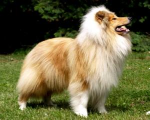 Overground Odin vom Traumland Woblitz See