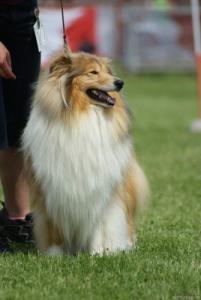 Cinera Pardál z Asuanu