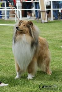 Aurelio Adore Van Golden Nachtigal