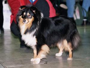 KAMA RAJ dla Zwierzat