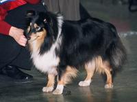 KAMA RAJ dla Zwierzat