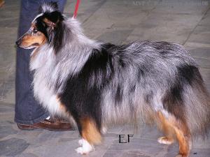 COCKTAIL EXPLOSIF CODY des Romarins de Mayerling