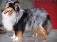 COCKTAIL EXPLOSIF CODY des Romarins de Mayerling