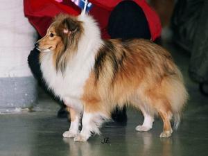 KENI RAJ dla Zwierzat