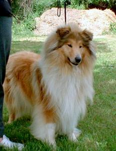 Golden Sunshine vom Traumland