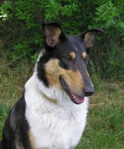 Alfa Arien Mighty's Spring Meadow