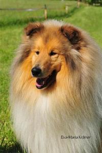 Mister Miracolo vom Wengerhof