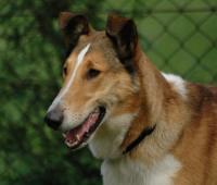 Day Dream Krásná Louka