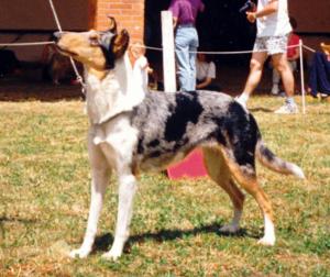 Scandyline Become a Dream