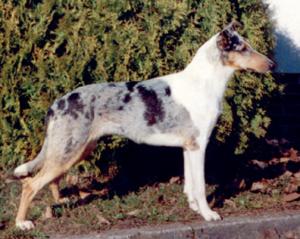 Born to Dream Alkami