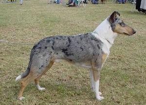 Markylla's Magic Star Award