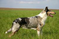 Čoro Moro Nirreterrit