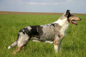 Čoro Moro Nirreterrit