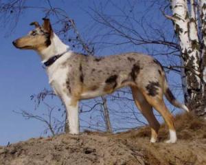 Čamba Wamba Nirreterrit