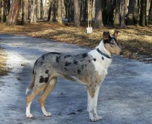 Čáry Máry Nirreterrit