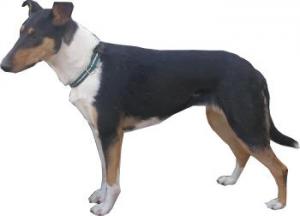 Čarodějka Nirreterrit