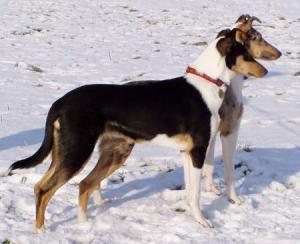 Čert Ví Proč Nirreterrit