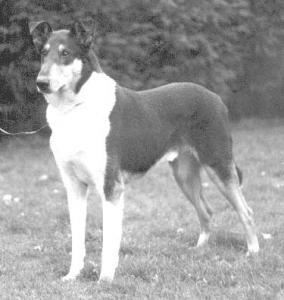 Foxearth Sylbecq Draught Guinness