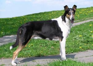 Bet on Me Nirreterrit