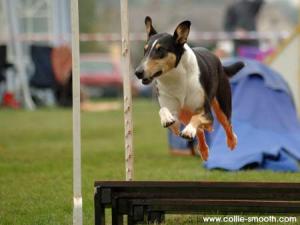 Bayla Bayla Nirreterrit