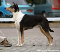 Bayla Bayla Nirreterrit