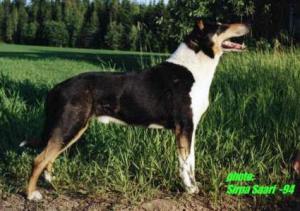 Dalimattas Future Flipper