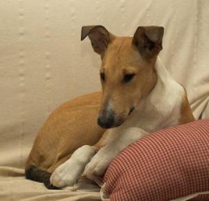 Honey Krásná Louka