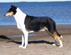 Bell Pepper's Datapen