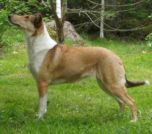 Cinnaberry's Still Smiling