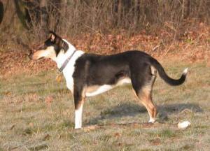 Falstaff vom Palmbachtal