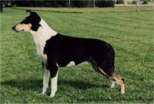 OneWay's Errol Flynn