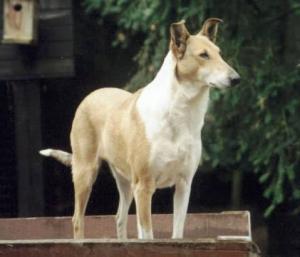 Scandyline Cinja My Dream