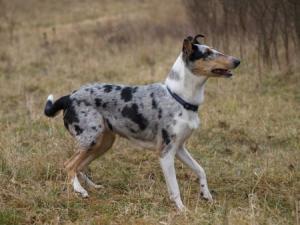 Dupi dup Nirreterrit