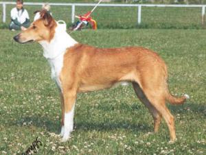 Sunsweet The Ringmaster