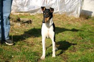 Grace von dem Eisvogel