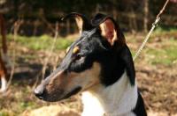 Grace von dem Eisvogel