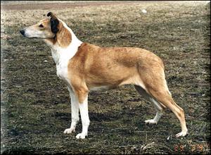 Dalimattas Dancing Dream