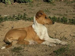 Abigale of Bohemia Balada