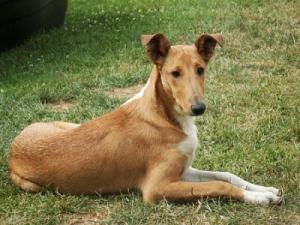 Anabela of Bohemia Balada