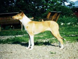 Baubon's Proud Pamela