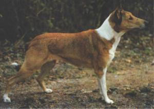 Fairlines Future Dream