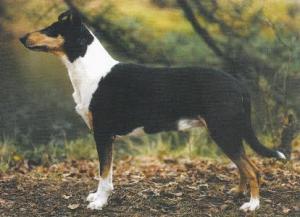 Markylla's Mythological Midas