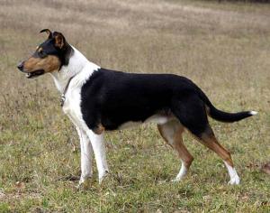 Zenith of Fame Fantazija