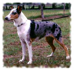 Markylla's Sweet Blue Mary Lou