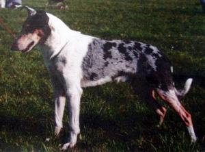 Dalimattas Big Blue Boss