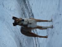 Alex Golden Dream Flying Ear