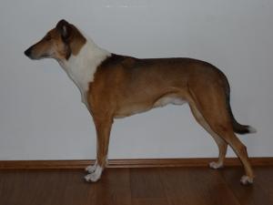 Alex Golden Dream Flying Ear