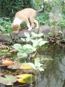 Ammy Golden Flying Ear