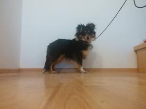 AKAMA nad Stádem koní