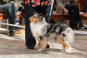 Lucky-Luke Star Telperion Blue Elenya